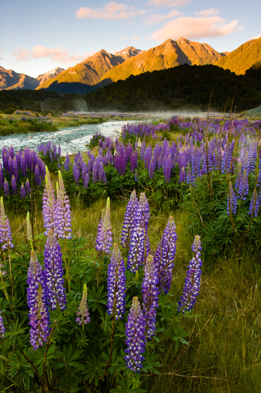 Lupines And Morning Mist Over The Eglinton River At Sunrise
